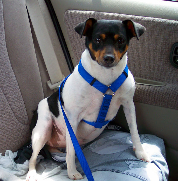 Seguridad para nuestra mascota en el coche